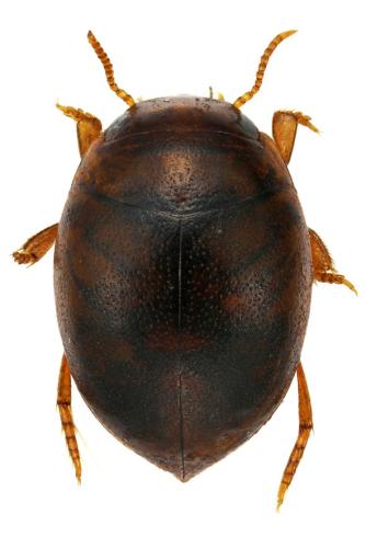 Réf. 316 180 : Hydrovatus clypealis